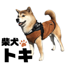 柴犬トキスタンプ
