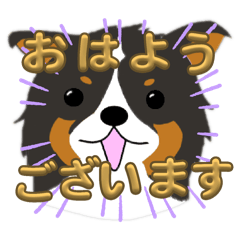 けいごのしぇるてぃー