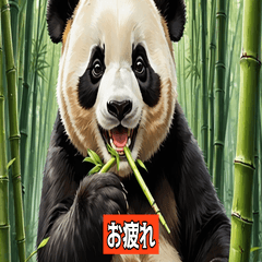 Apanda eating bamboo.