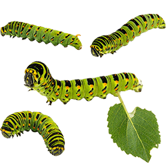 イモムシ　実写