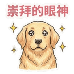 Golden Retriever Liang: Daily Life Work
