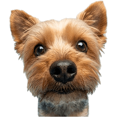 ヨークシャーテリア　実写