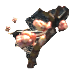 ブルーベリーのつぼみ