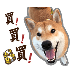 柴犬リモン2