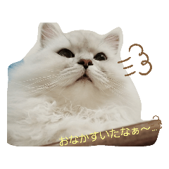 ペルシャのぶひ丸君