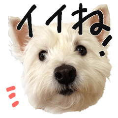 ウェスティのカレンちゃん