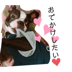 ボストンテリアのピノくん。