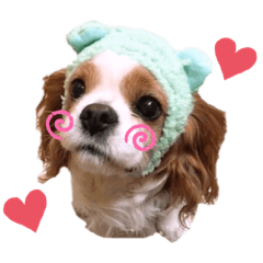 キャバリアの茶太郎くん