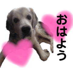 ゴールデンレトリバー×ハスキーのMIX