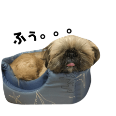 モコちゃんですよ3