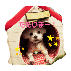 我が家のマルチーズさん