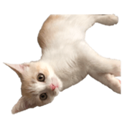 世界のめいちゃん