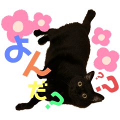 くま家のにゃんこズ2