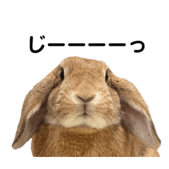 ロップイヤーのラテちゃんスタンプ