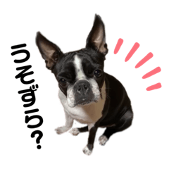 甲州弁のシェリちゃん