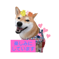 柴犬ガロ日常パート1