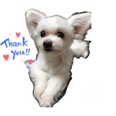 ぼくイチローです