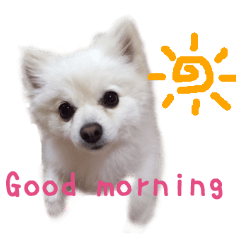 リアルDOG 白ポメ YUKI