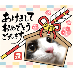 正月だにゃん！