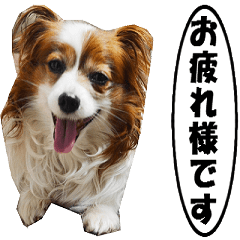 動く、犬のパピィ-3、敬語