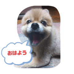 ポメラニアンの赤ちゃん