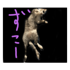 ねこのかわいいすたんぷ