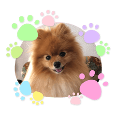ポメラニアンのモコちゃん新生活スタンプ