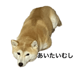 柴犬のニコむし