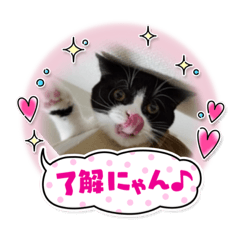 ネコの「金太郎」スタンプ