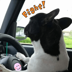 フレンチブルドッグ・アロウ