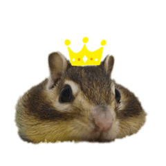 シマリスのむぎちゃんスタンプ♡