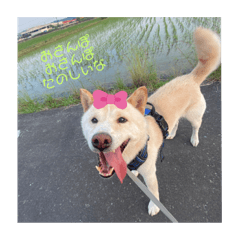 しばわんこヤマナの日常