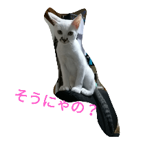 ねこの１日 No3.