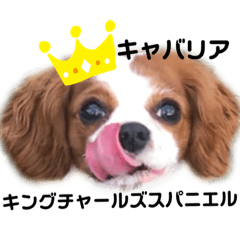 キャバリア★アオ