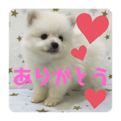 ポメラニアンのハク君2