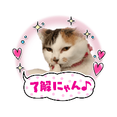 プリテーCat