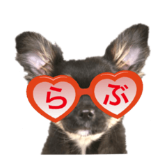 超でかチワワあもんのスタンプ第三弾！