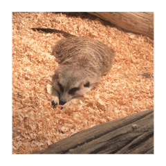 動物スタンプ作成