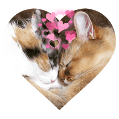 テトとメイ〜ときどきゆかいな仲間たち〜