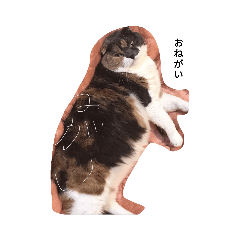 ココアのスタンプ！！（猫）