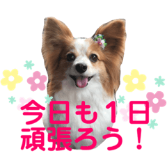 いたずらパピヨンのココア3