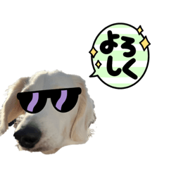 白いダックスのLINEスタンプ！