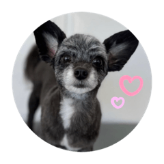 愛犬ジャスティンくん