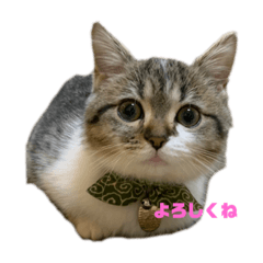 マンチカンのモンチ