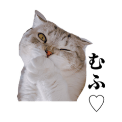 ミニピンとスコティッシュ