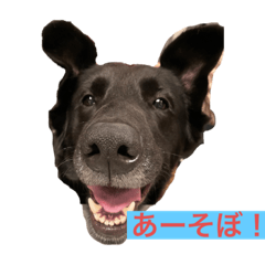 わんこパーティー