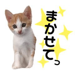 ねこのいとちゃんスタンプ③