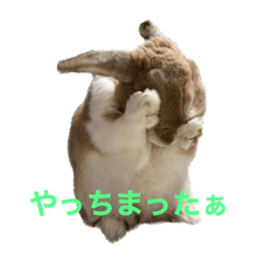 うさぎのクルミちゃんVol.2