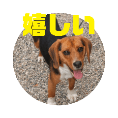 ビーグル犬　実写（日常用）