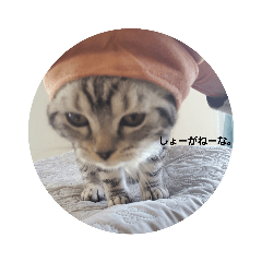 やる気がないアメショ